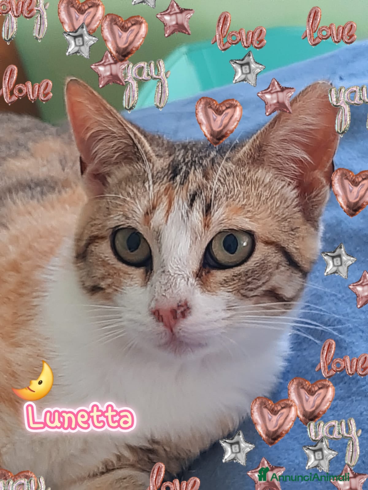 Europeo gatti LUNETTA UN AMORE DEI GATTINA - Annuncio 4