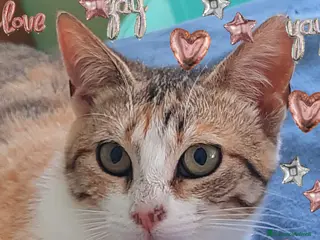 Europeo gatti LUNETTA UN AMORE DEI GATTINA - Annuncio 4