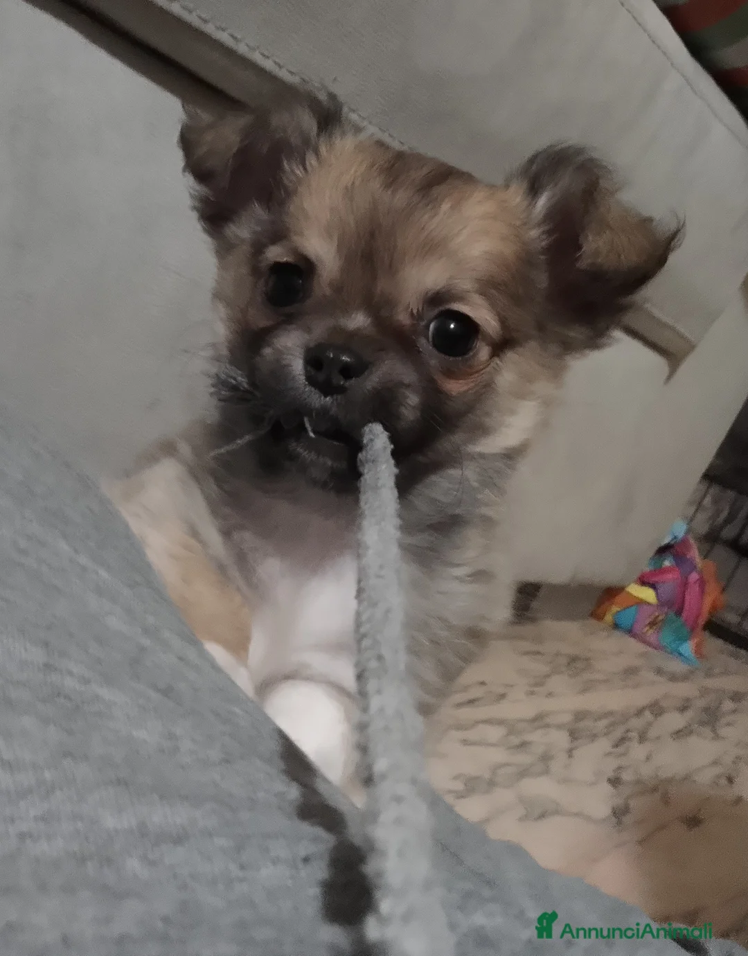 Chihuahua cani in vendita: Cuccioli chihuahua - Annuncio 1