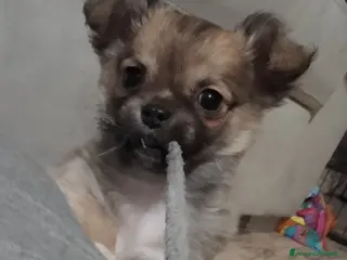 Chihuahua cani Cuccioli chihuahua - Annuncio 4