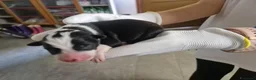 Meticcio cani in vendita: 6 Cuccioli cercano casa - Annuncio 5