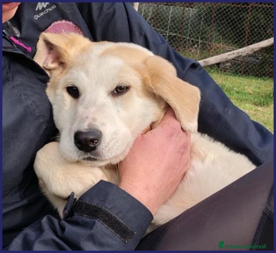 Meticcio cani in regalo: CACIARA, CUCCIOLETTA 3 MESI E MEZZO, PIENA DI GIOI a Città metropolitana di Milano - Annuncio 8