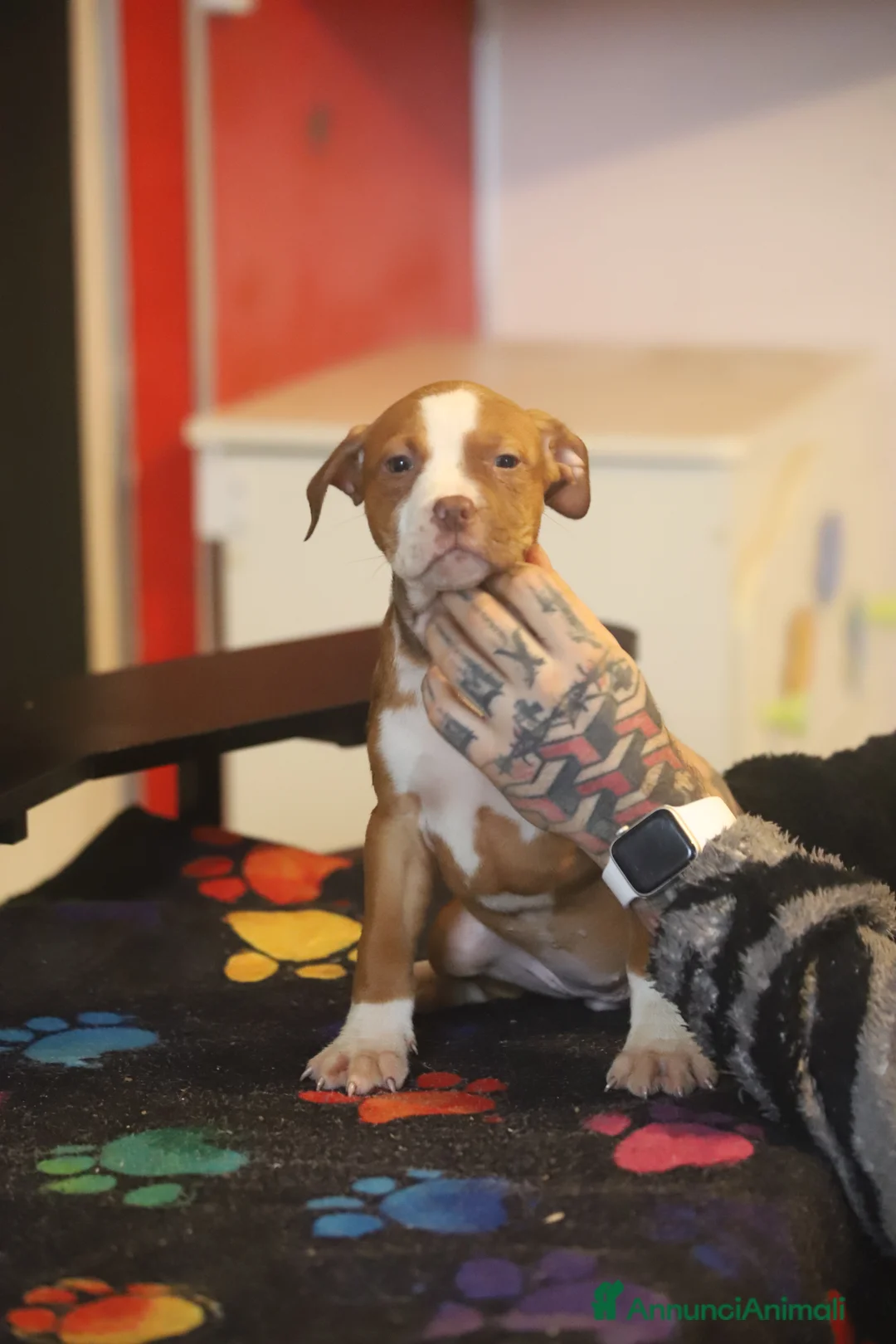 Pitbull cani in vendita: Cuccioli di Pit Bull con pedigree anche a rate - Annuncio 9
