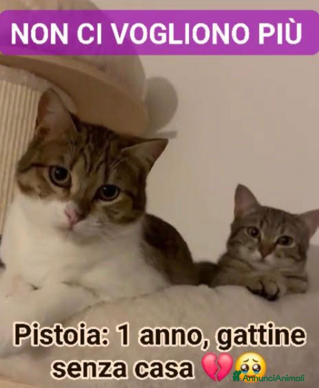 Europeo gatti GATTINE DATE VIA DALLA LORO FAMIGLIA  - Annuncio 4