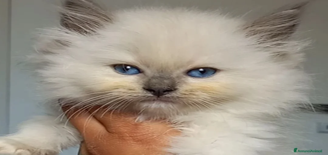 Immagine della galleria {{count}}