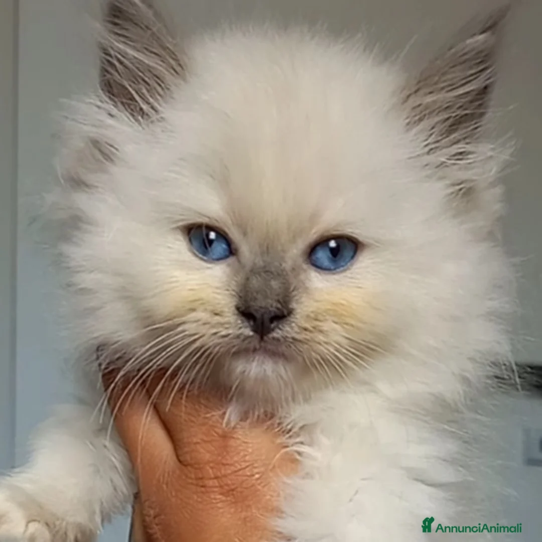 Immagine della galleria {{count}}