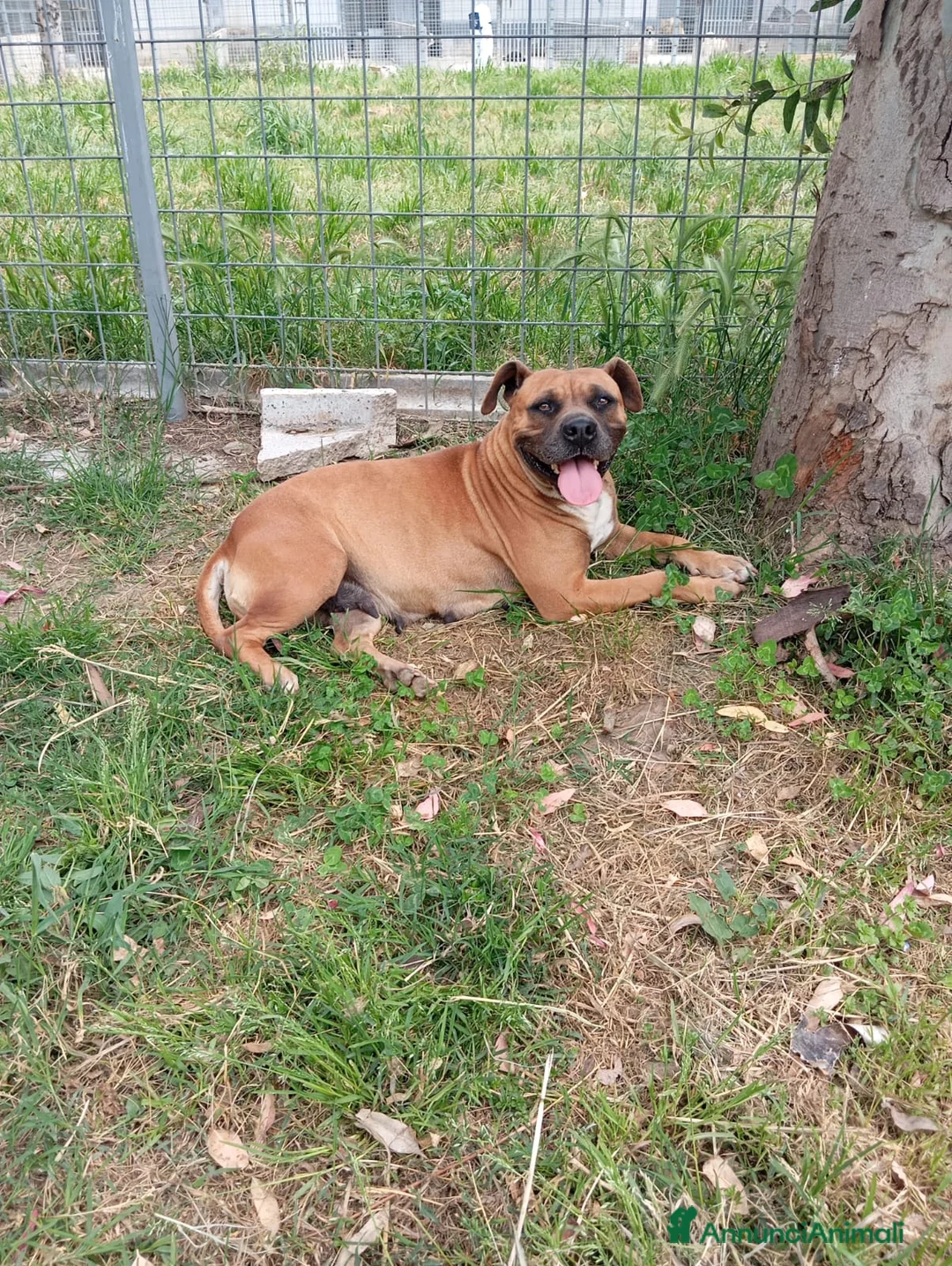 Meticcio cani in regalo: Zoe, incrocio boxer/pitbull!  - Annuncio 2