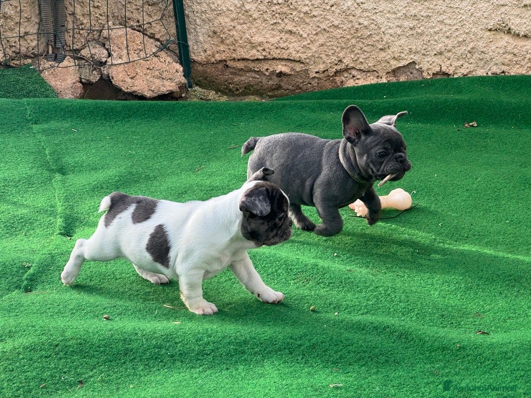 Bulldog Francese cani in vendita: Bulldog francese maschi esotici - Annuncio 7