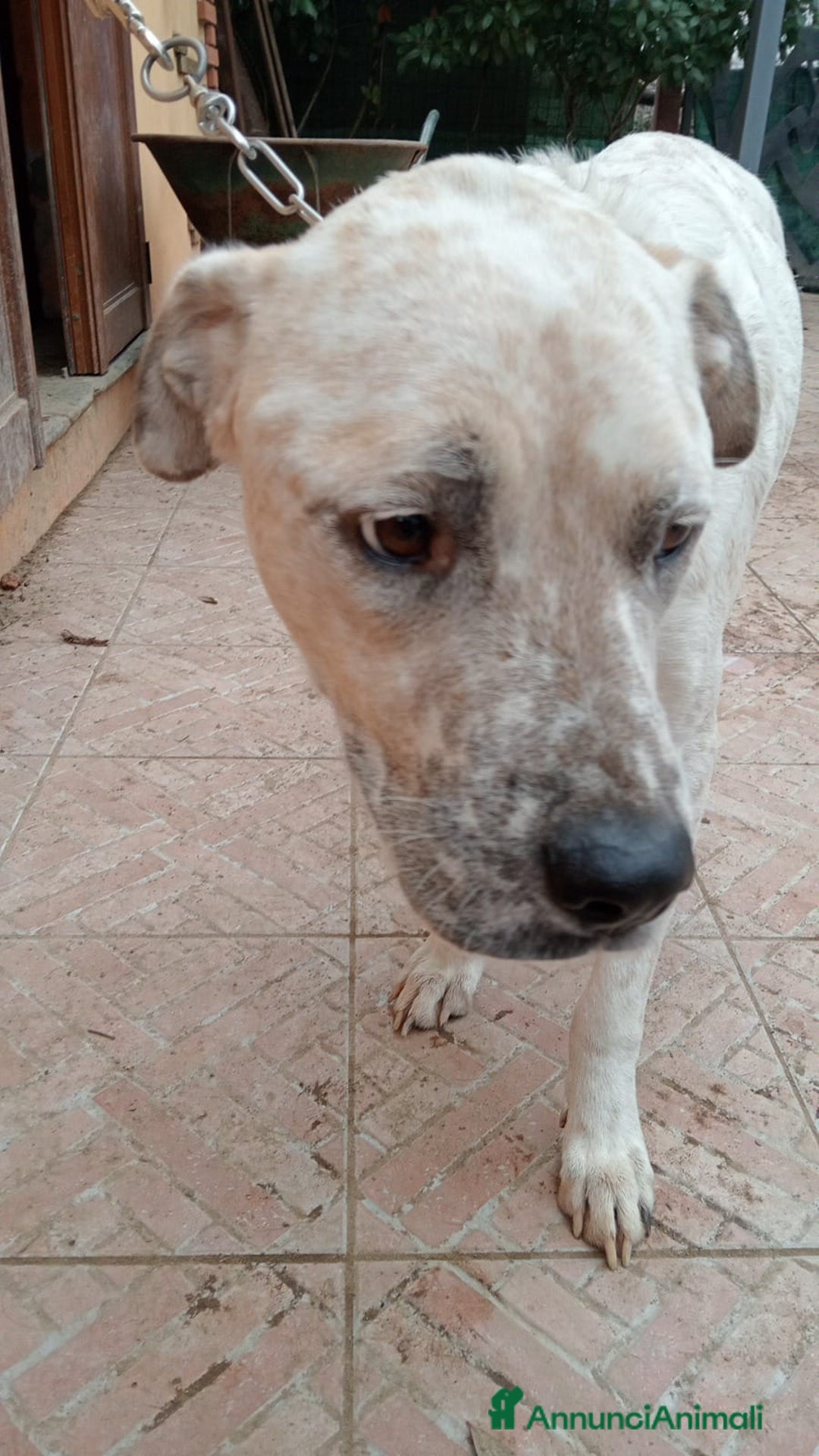 Meticcio cani in regalo: AIUTIAMO BENNY - Annuncio 3