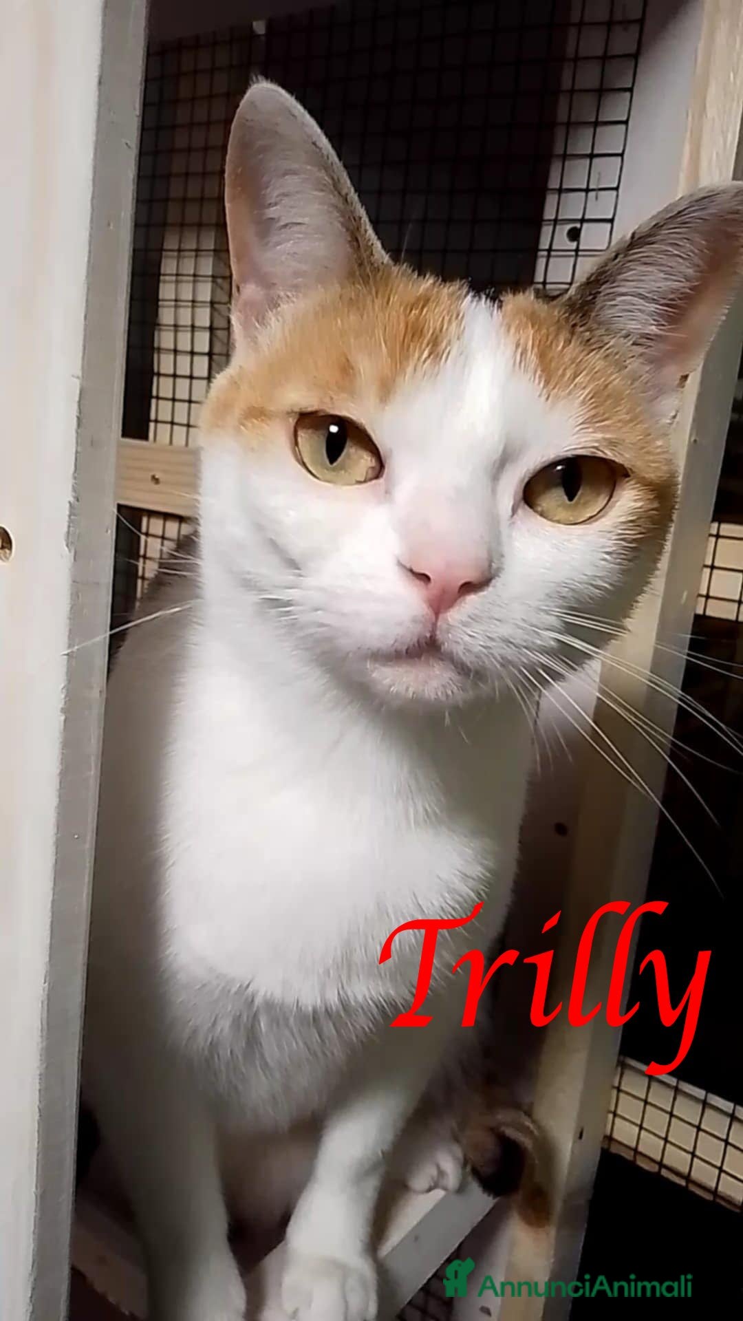 Europeo gatti in regalo: Tenerissima micia in adozione, TRILLY ! - Annuncio 1