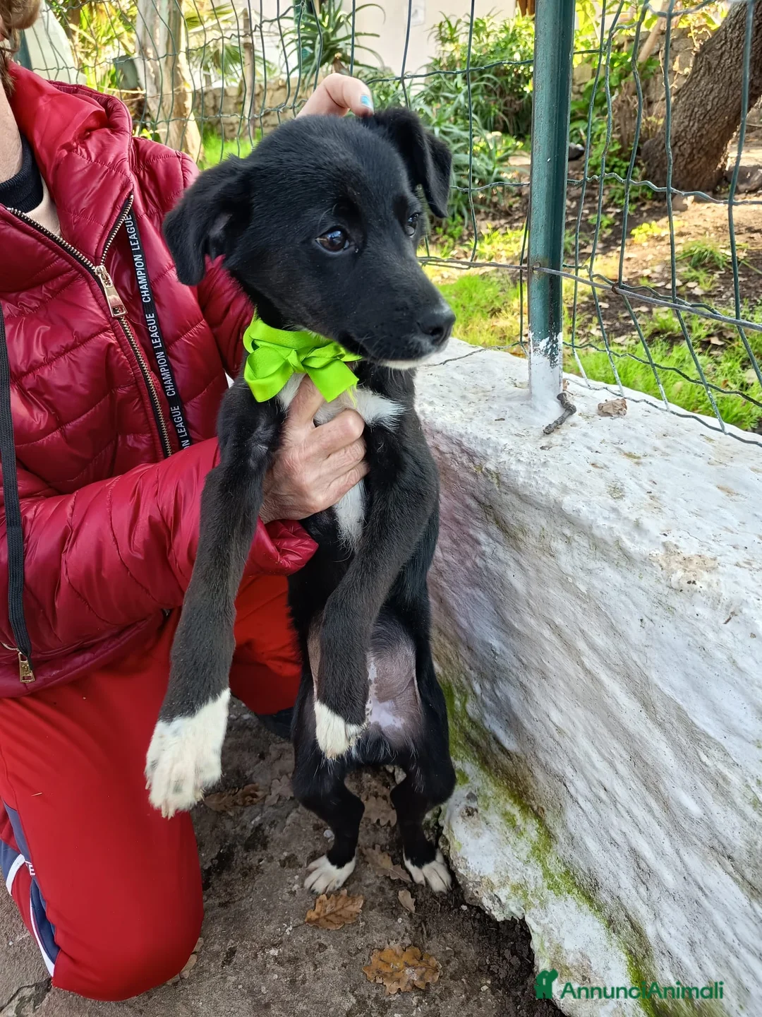 Meticcio cani in regalo: NOIR ASPETTA UNA MAMMA  a Città metropolitana di Milano - Annuncio 5