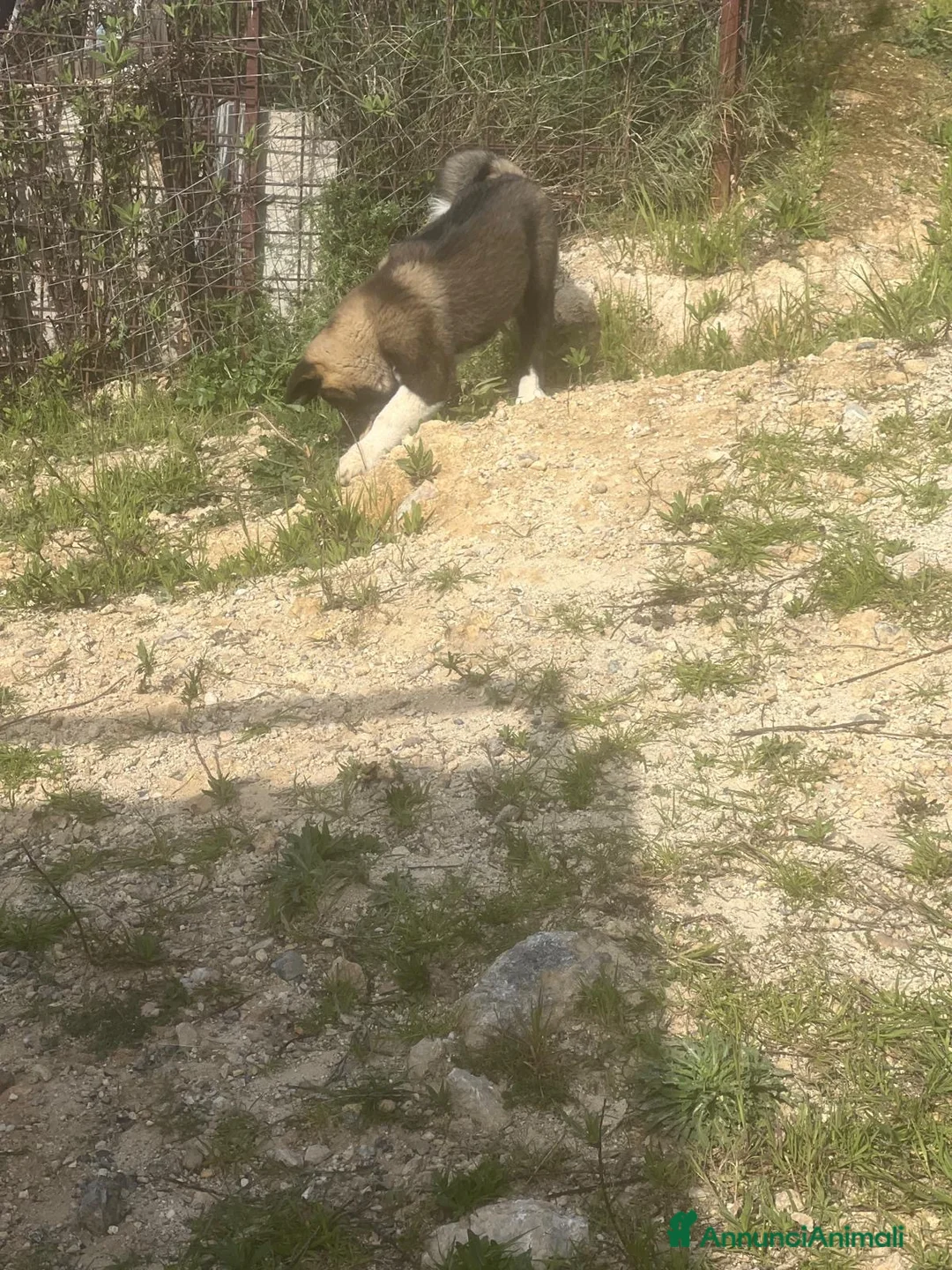 Akita Americano cani in vendita: Cuccioli di Akita americano a Provincia di Cosenza - Annuncio 5