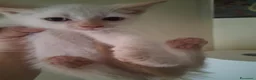 Siamese gatti in vendita: Siamesi - Annuncio 3