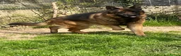 Pastore Tedesco cani in regalo: Pastore tedesco maschio  a Provincia di Novara - Annuncio 5
