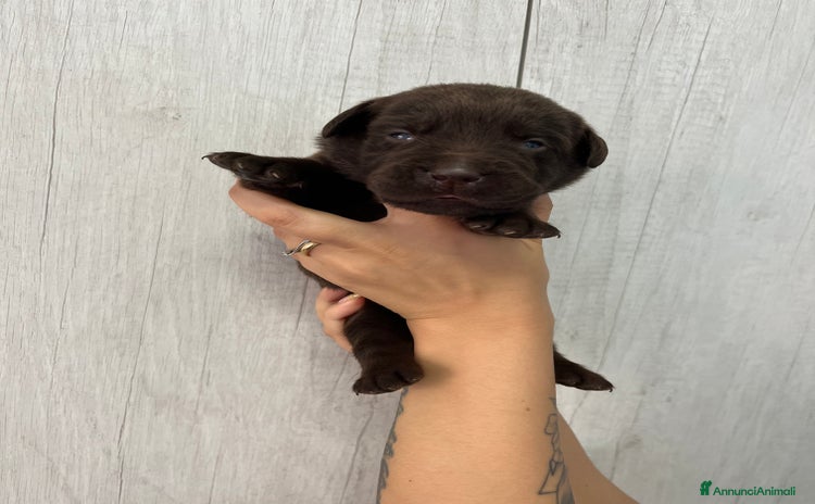 Labrador cani a Provincia di Rieti - Annuncio 1