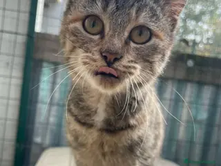 Meticcio gatti ADOTTA TIGRA - Annuncio 31