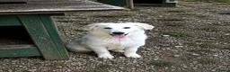 Pastore Abbruzzese Maremmano cani in regalo: BRENNO raggiante cucciolo mix PMA, 5 mesi - Annuncio 6