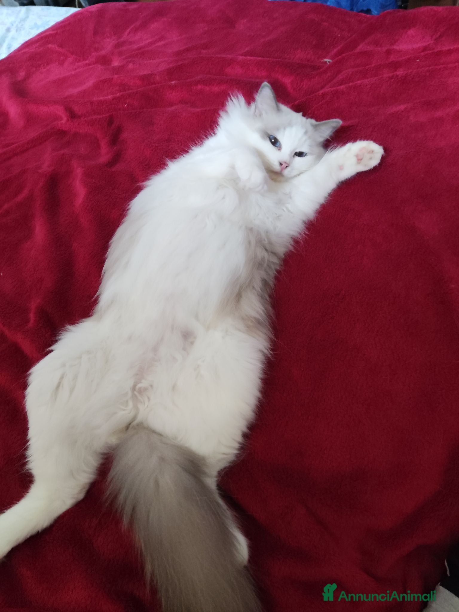 Ragdoll gatti Ragdoll  - Annuncio 3