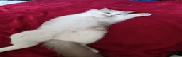 Ragdoll gatti in vendita: Ragdoll  - Annuncio 1