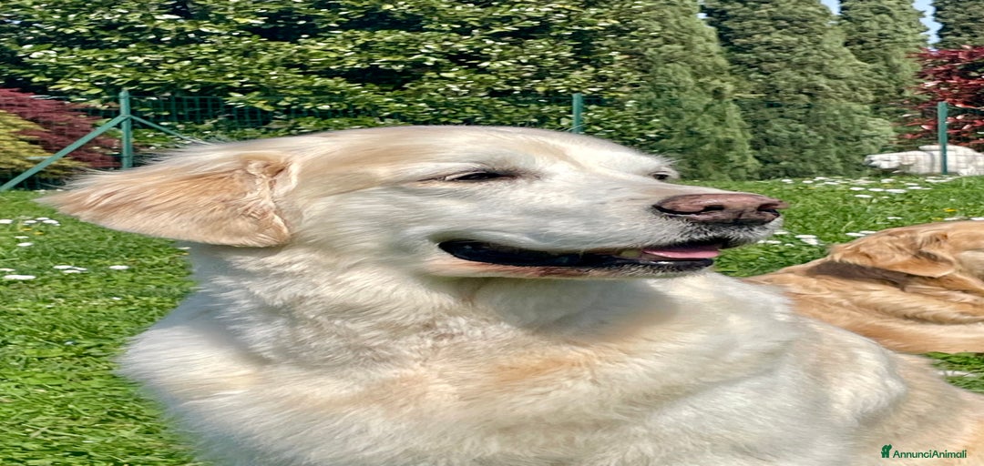 Immagine della galleria {{count}}