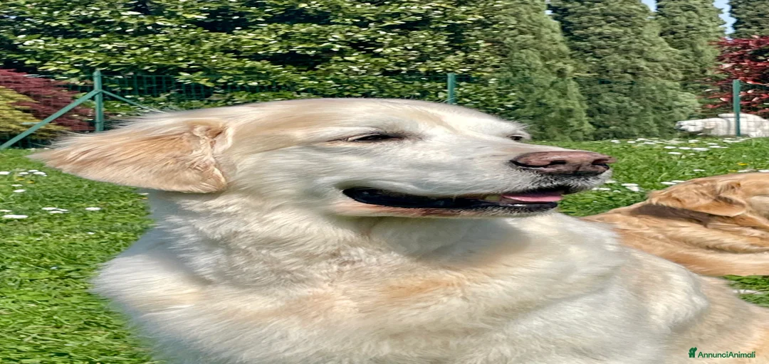 Immagine della galleria {{count}}