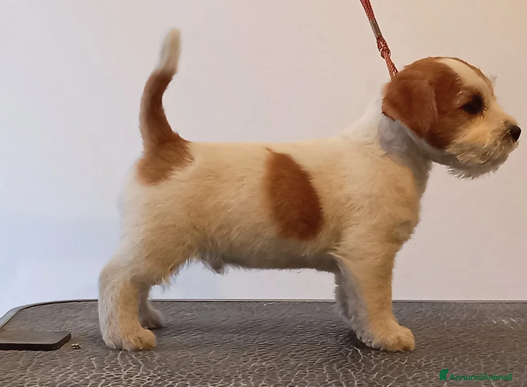 Immagine della galleria {{count}}