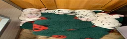 Dalmata cani in vendita: Cuccioli dalmata a Provincia autonoma di Trento - Annuncio 5