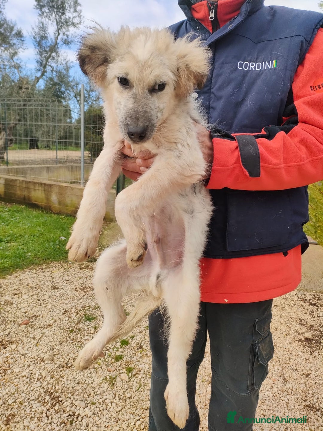 Meticcio gatti in regalo: Scricciolo un cucciolo indifeso in canile - Annuncio 2