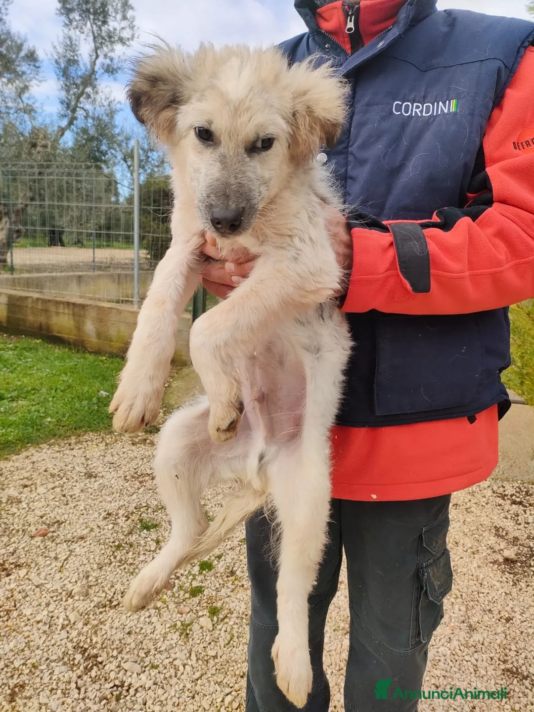 Meticcio gatti in regalo: Scricciolo un cucciolo indifeso in canile - Annuncio 2