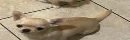Chihuahua cani in vendita: vendesi cucciolo chihuahua pelo lungo - Annuncio 6
