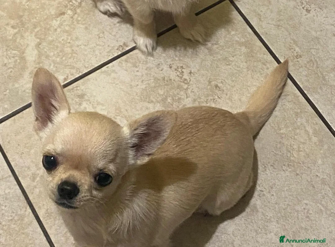 Chihuahua cani in vendita: vendesi cucciolo chihuahua pelo lungo - Annuncio 6