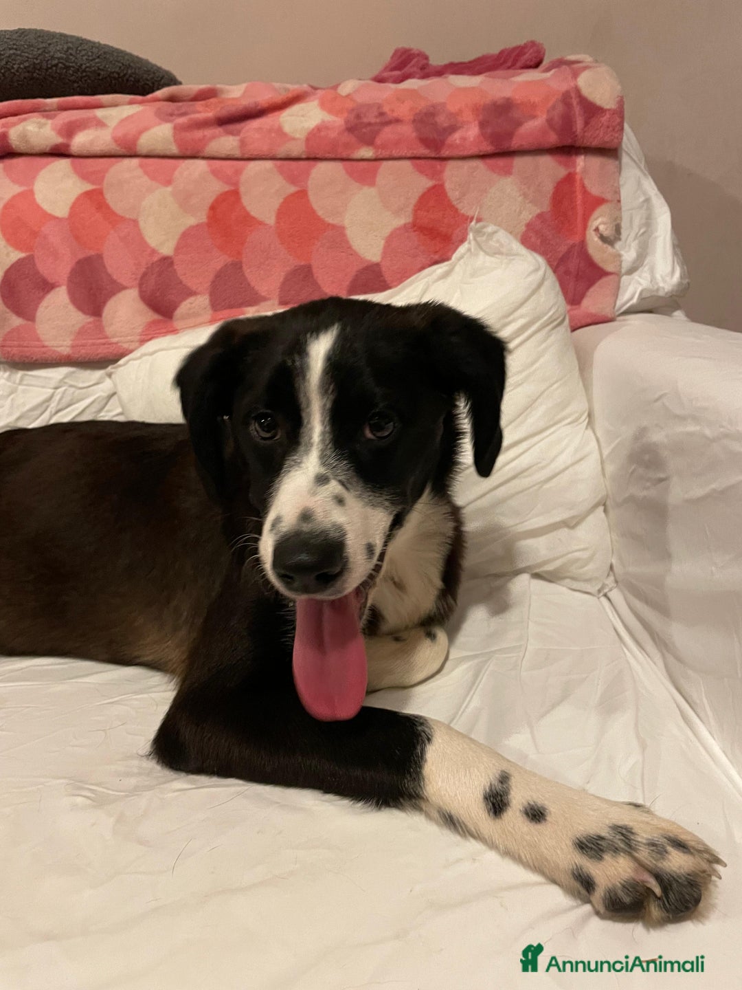 Meticcio cani in regalo: KITTY - Annuncio 5