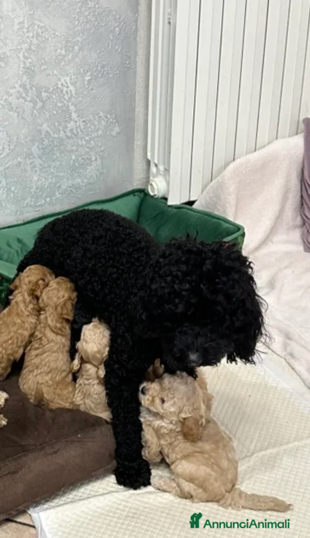 Barboncino cani in vendita: Barboncino nano❤️ - Annuncio 5