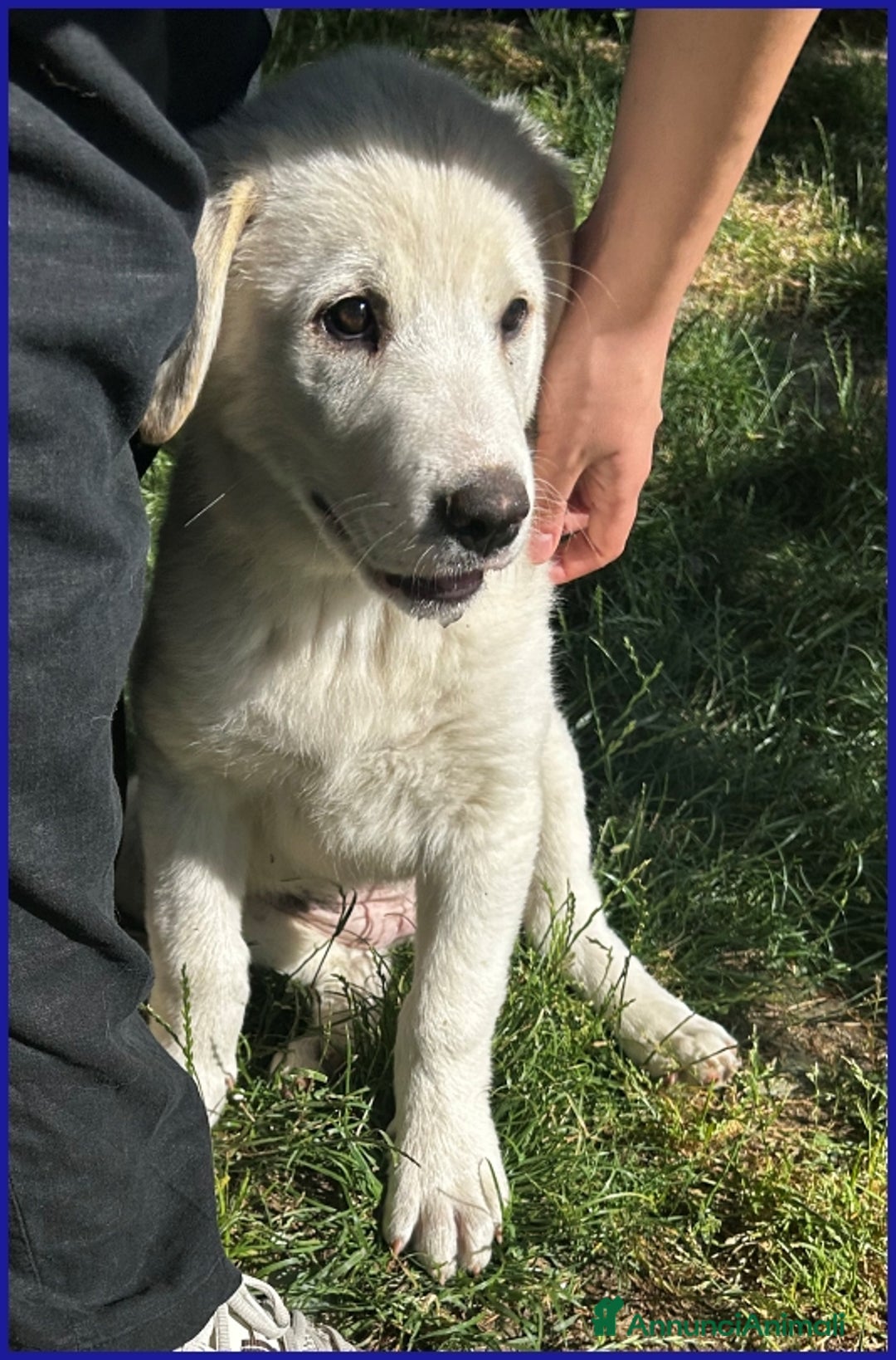 Pastore Maremmano cani in regalo: MAYO, CUCCIOLA 2 MESI MIX MAREMMANA, MERAVIGLIOSA  - Annuncio 3