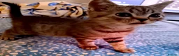 Scottish gatti in vendita: Cuccioli Scottish e British a Città metropolitana di Roma Capitale - Annuncio 1
