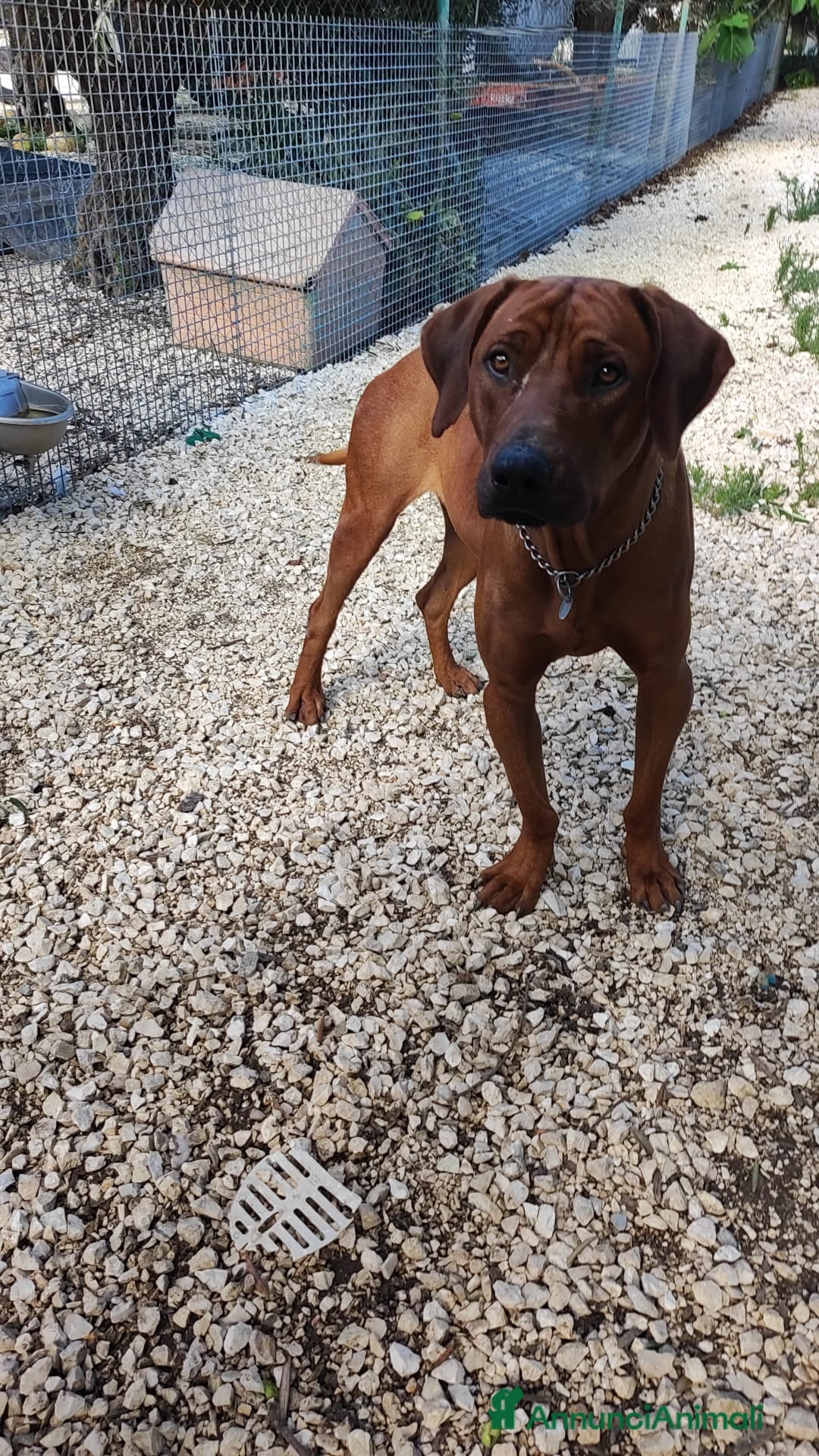 Altre razze cani in regalo: ronnie  - Annuncio 5