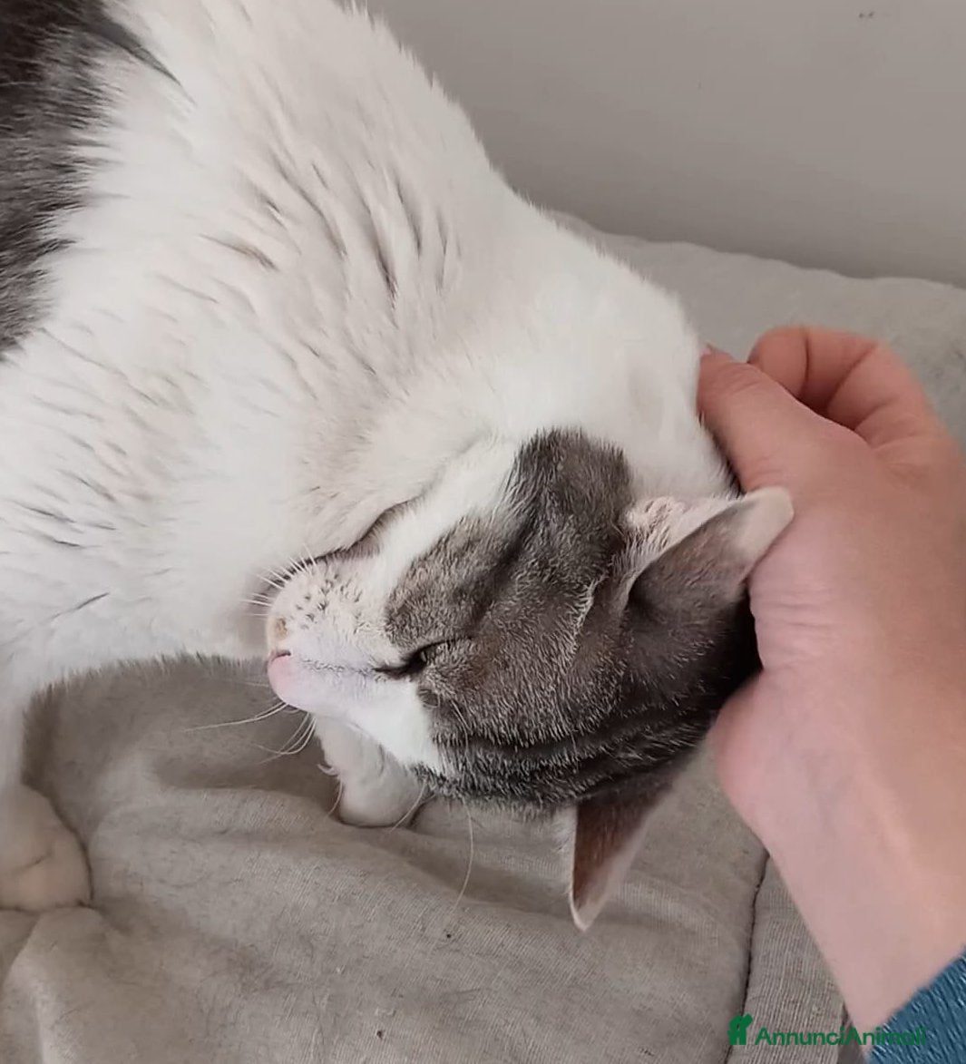 Europeo gatti Miele, adorabile gatto da adottare! - Annuncio 2