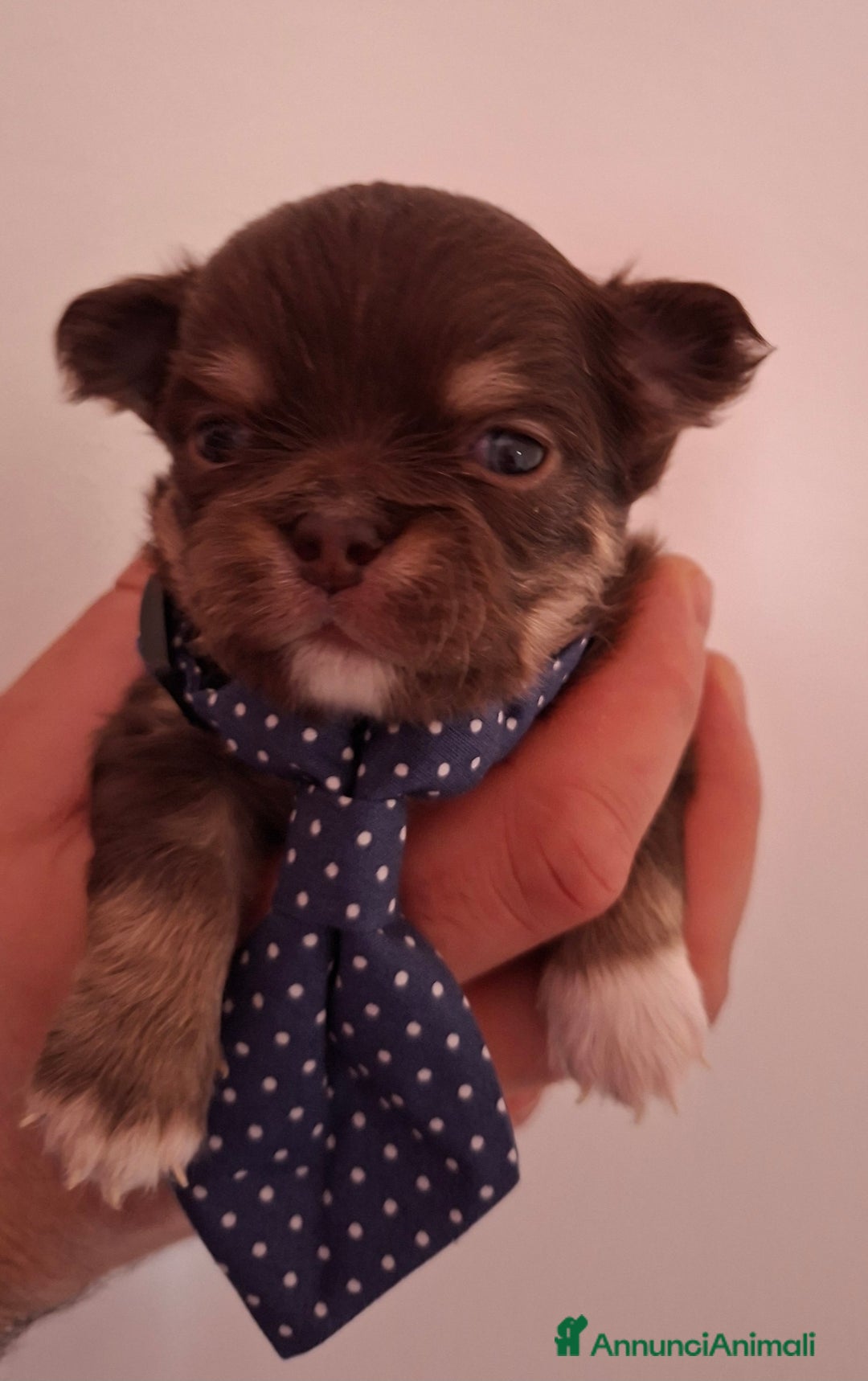 Chihuahua cani in vendita: Chihuahua  - Annuncio 10