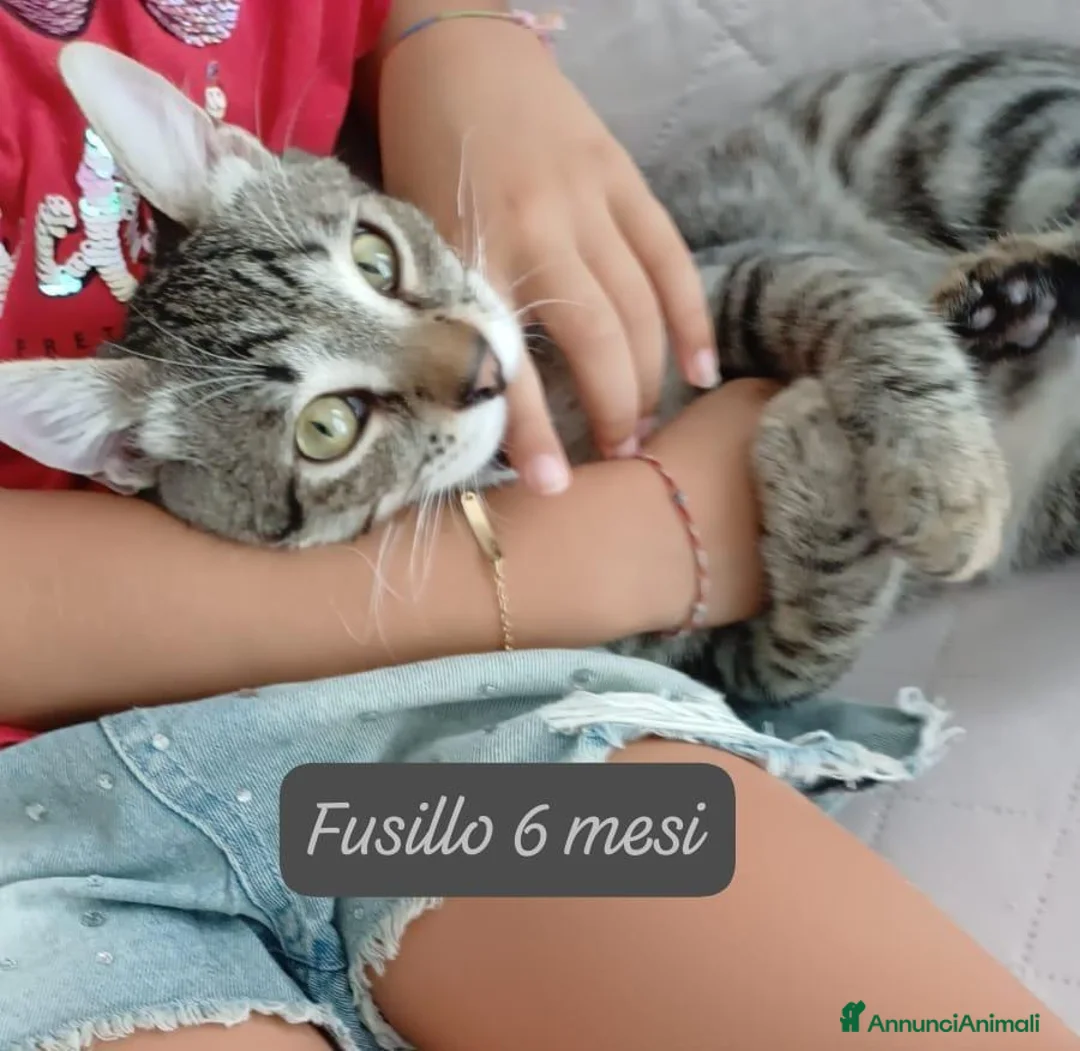 Europeo gatti in regalo: Gattini destinati alla colonia! a Provincia di Ferrara - Annuncio 9