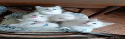 Ragdoll gatti in vendita: Cuccioli di Razza Ragdoll disponibili - Annuncio 3