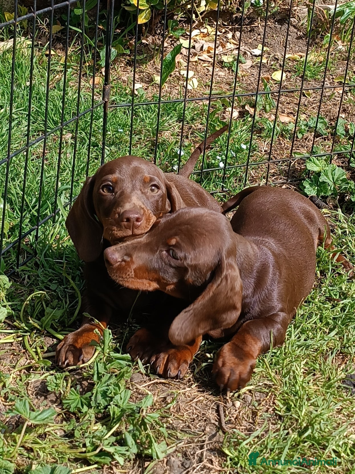 Bassotto cani Bassotti  disponibili - Annuncio 1