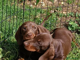 Bassotto cani in vendita: Bassotti disponibili subito. - Annuncio 1