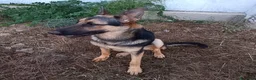 Meticcio cani in regalo: Cucciolotta di pastore cerca adozione - Annuncio 1