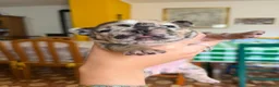 Bulldog Francese cani in vendita: bulldog francese  - Annuncio 16