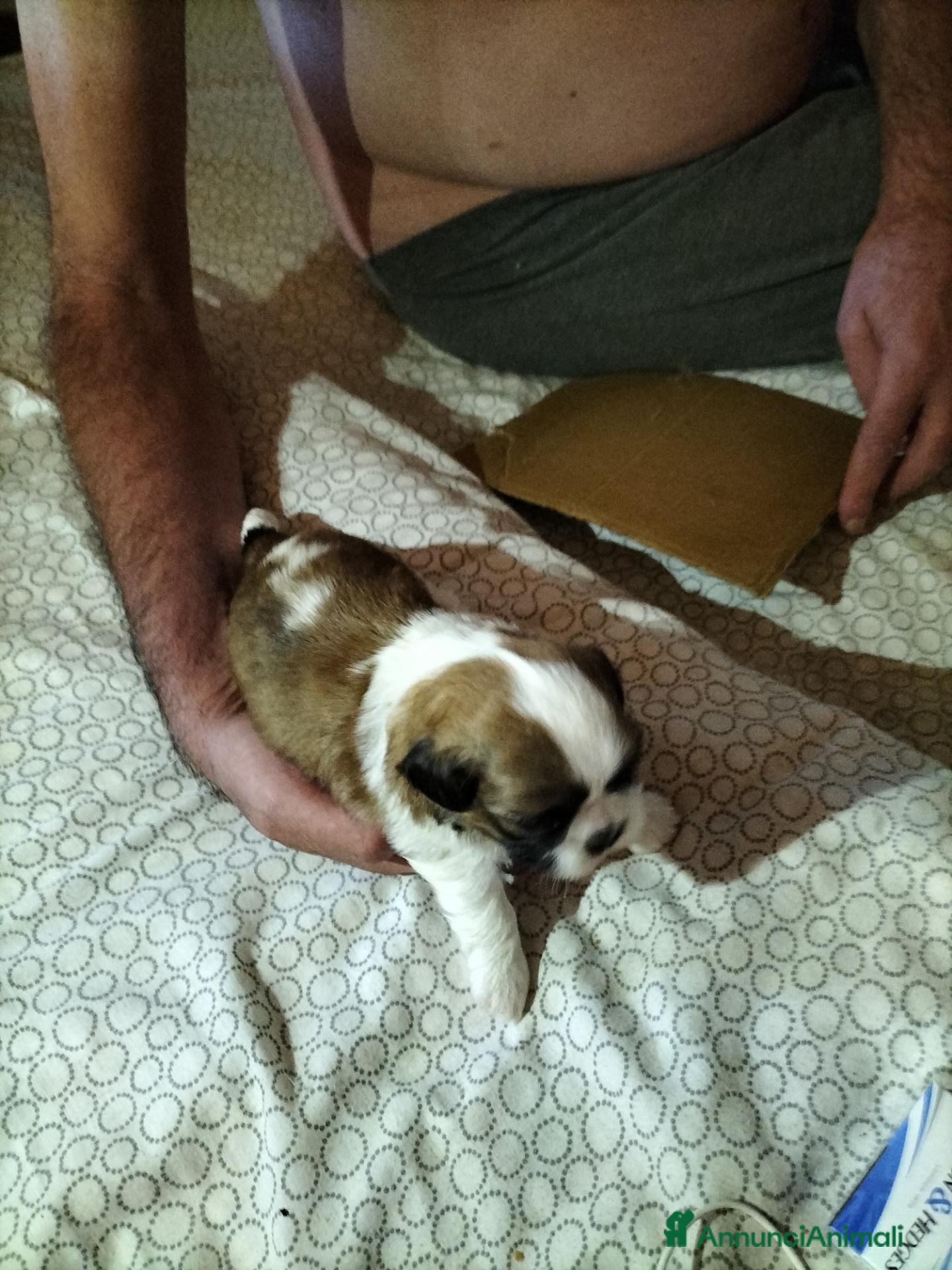 Shih Tzu cani in vendita: Cucciolo di Shitzu  - Annuncio 1