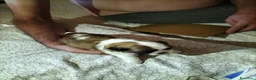 Shih Tzu cani in vendita: Cucciolo di Shitzu  - Annuncio 1