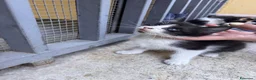 Meticcio gatti in regalo: Cercasi casa per cuccioli  - Annuncio 15
