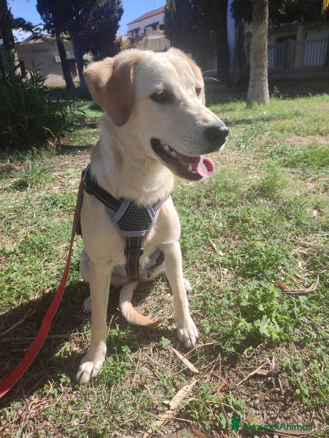 Meticcio cani in regalo: MIA ASPETTA UNA MAMMA  - Annuncio 1