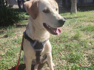 Meticcio cani MIA ASPETTA UNA MAMMA - Annuncio 19