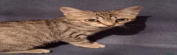 Meticcio gatti in regalo: Ecco 2 gattini cercano una nuova casa - Annuncio 1